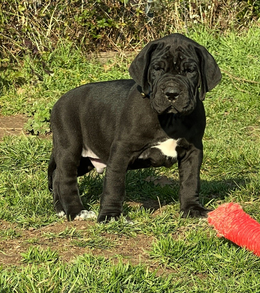 Au Royaume De Leyla - Chiot disponible  - Dogue allemand