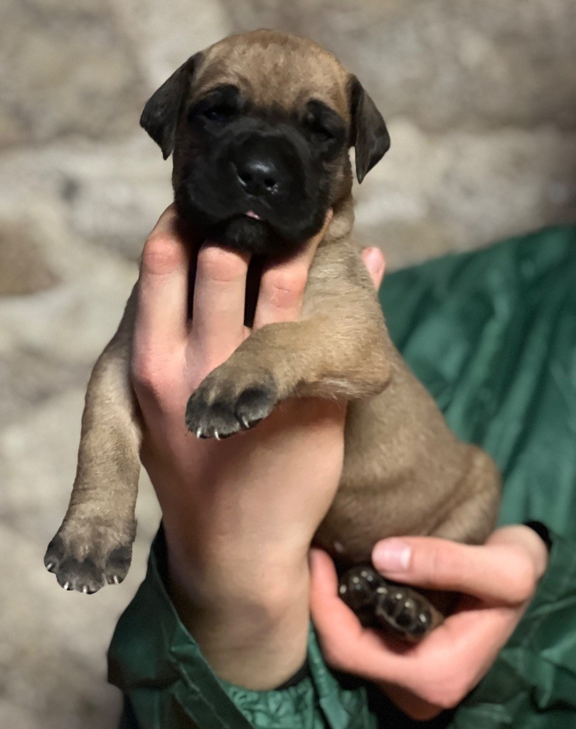 Au Royaume De Leyla - Chiot disponible  - Dogue allemand