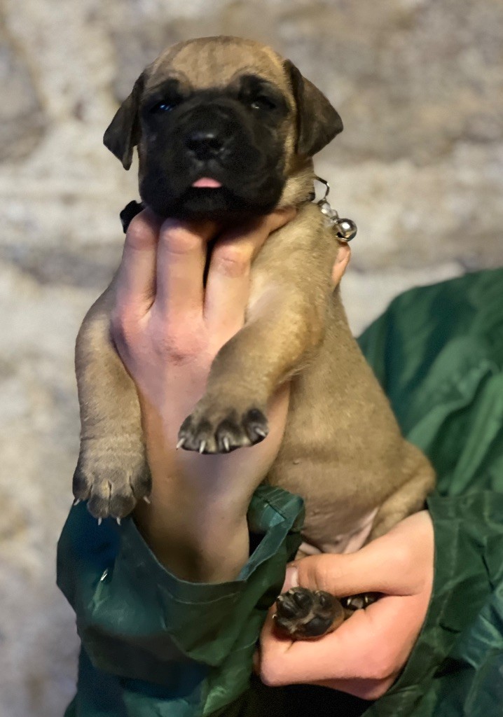 Au Royaume De Leyla - Chiot disponible  - Dogue allemand