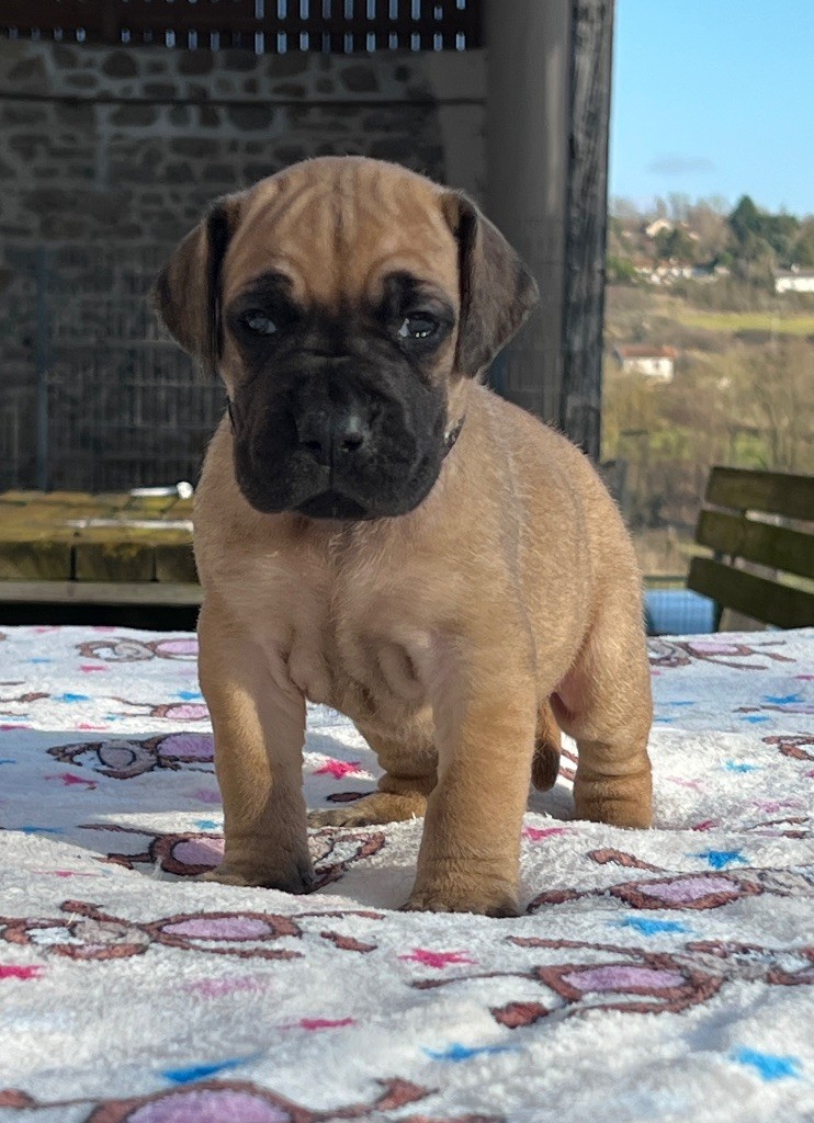 Au Royaume De Leyla - Chiot disponible  - Dogue allemand