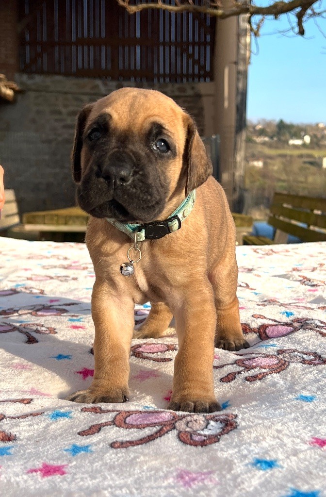 Au Royaume De Leyla - Chiot disponible  - Dogue allemand