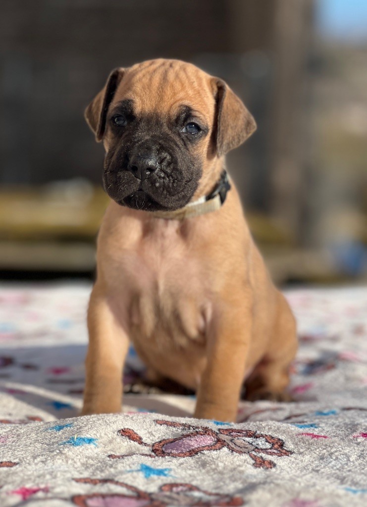 Au Royaume De Leyla - Chiot disponible  - Dogue allemand