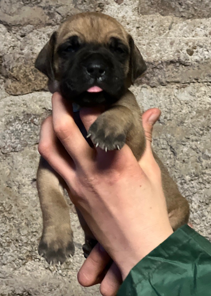 Au Royaume De Leyla - Chiot disponible  - Dogue allemand