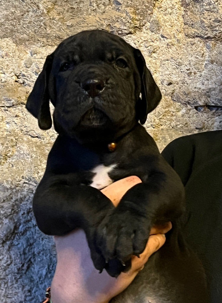 Au Royaume De Leyla - Chiot disponible  - Dogue allemand