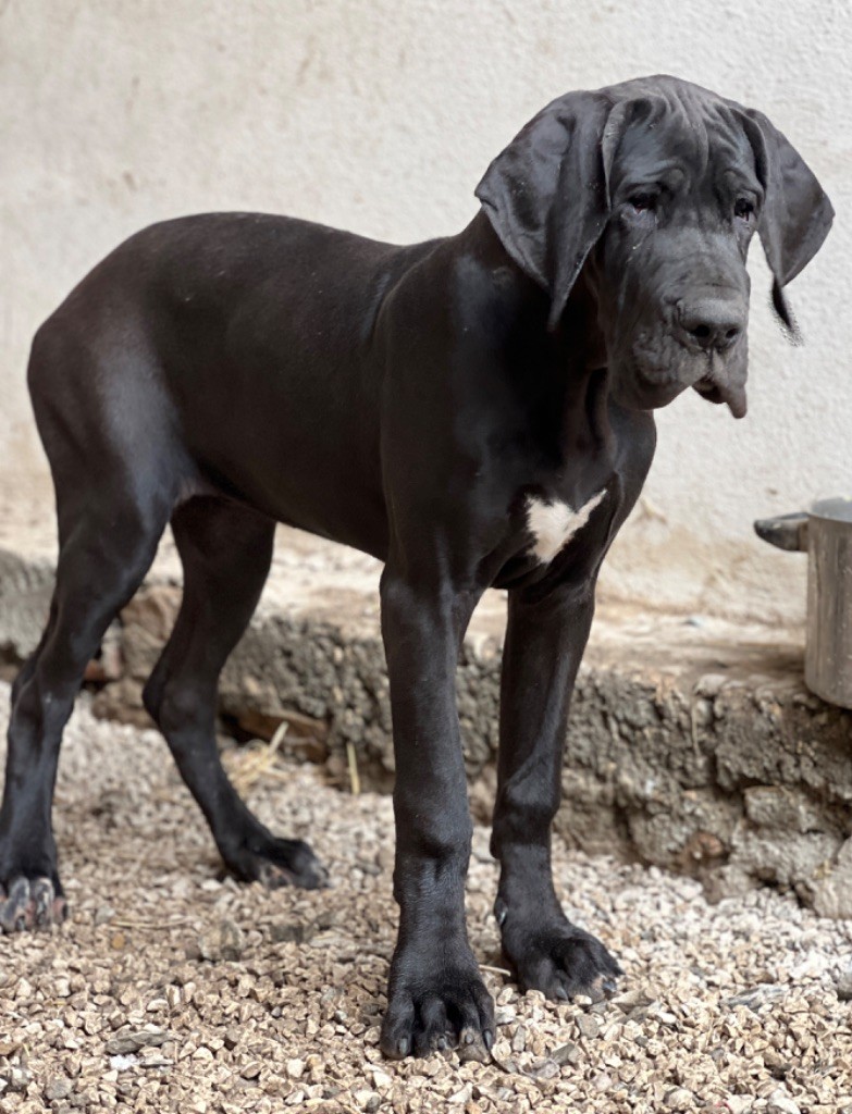 Au Royaume De Leyla - Chiot disponible  - Dogue allemand