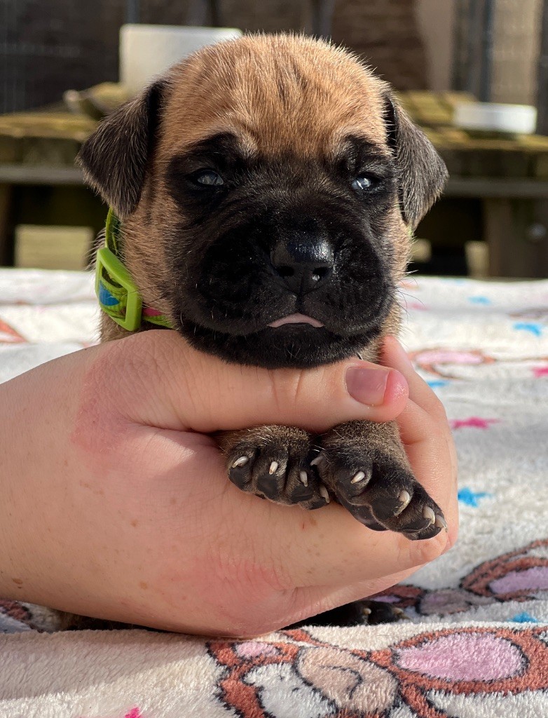 Au Royaume De Leyla - Chiot disponible  - Dogue allemand