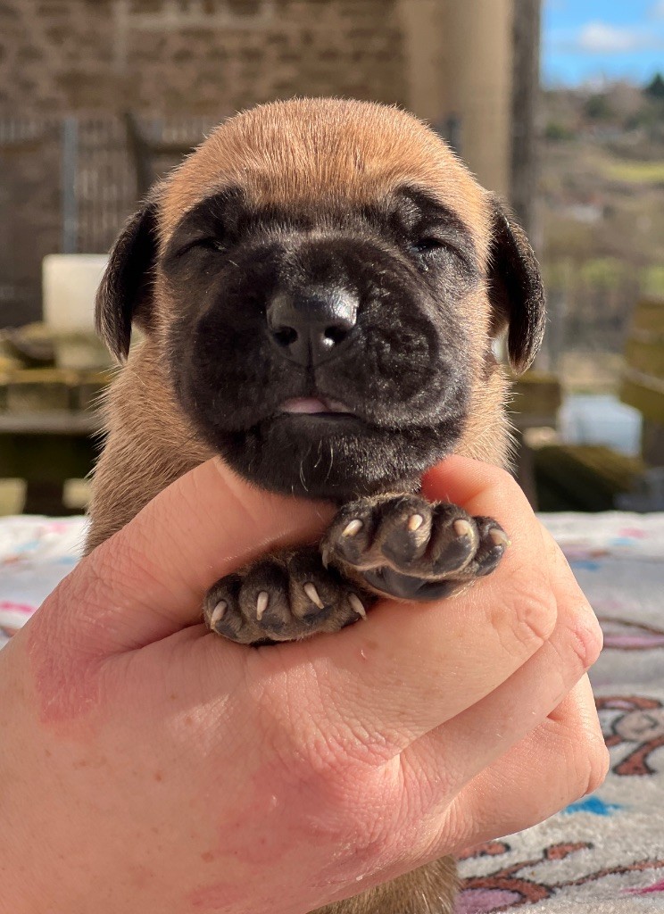 Au Royaume De Leyla - Chiot disponible  - Dogue allemand