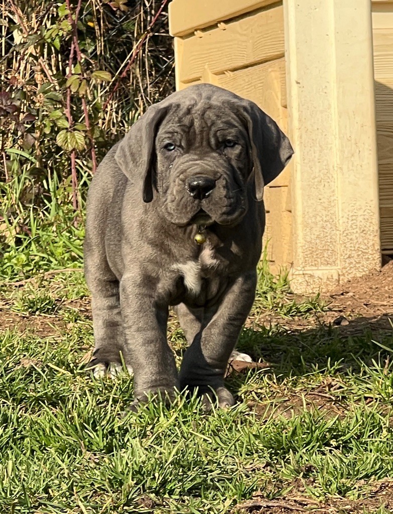 Au Royaume De Leyla - Chiot disponible  - Dogue allemand