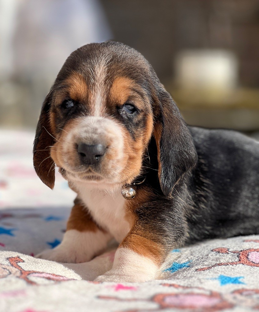 Au Royaume De Leyla - Chiot disponible  - Basset Hound