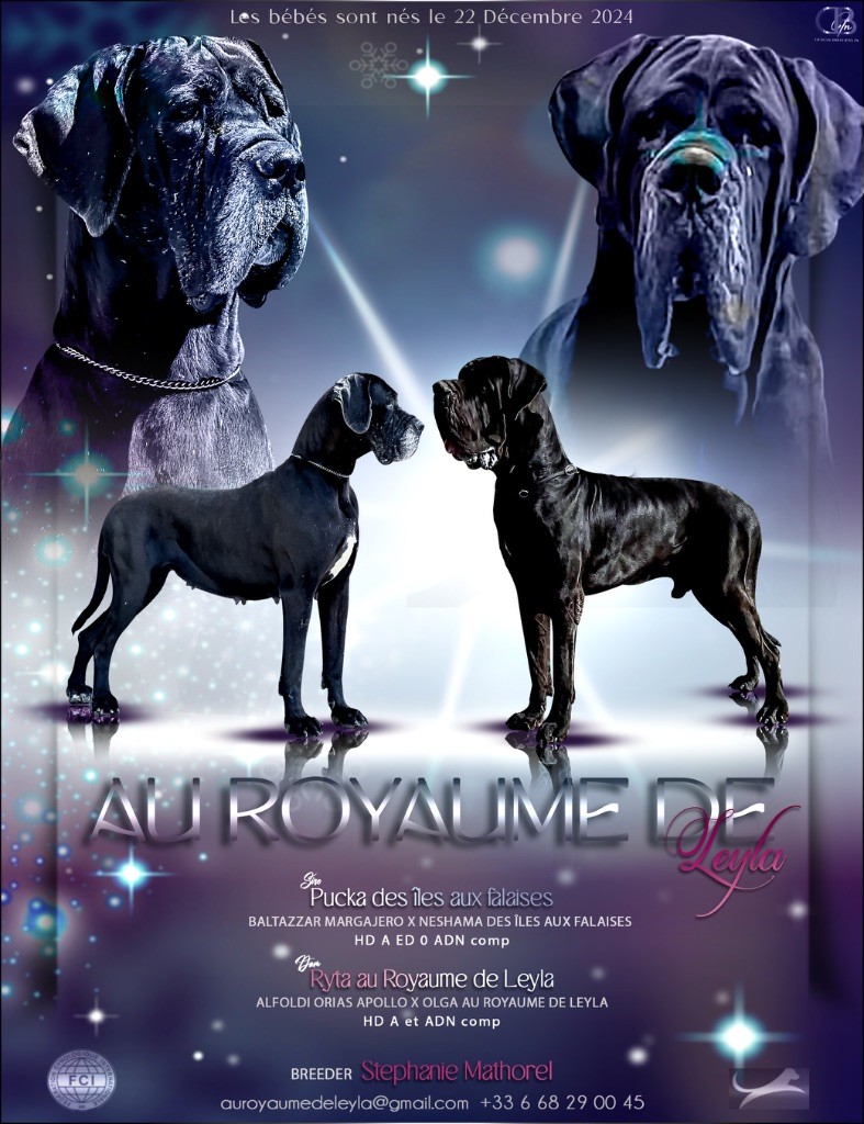 Au Royaume De Leyla - Chiot disponible  - Dogue allemand