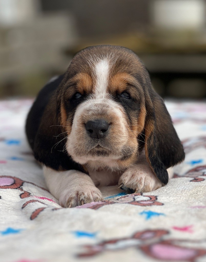 Au Royaume De Leyla - Chiot disponible  - Basset Hound