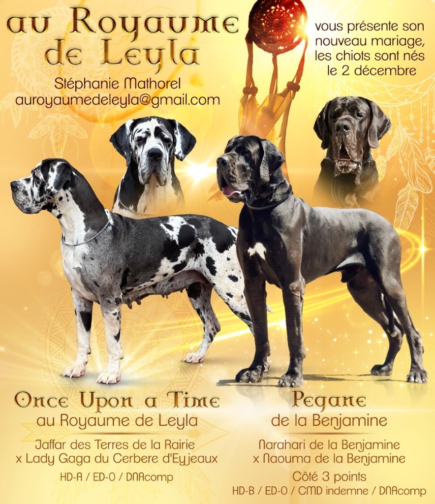 chiot Dogue allemand Au Royaume De Leyla