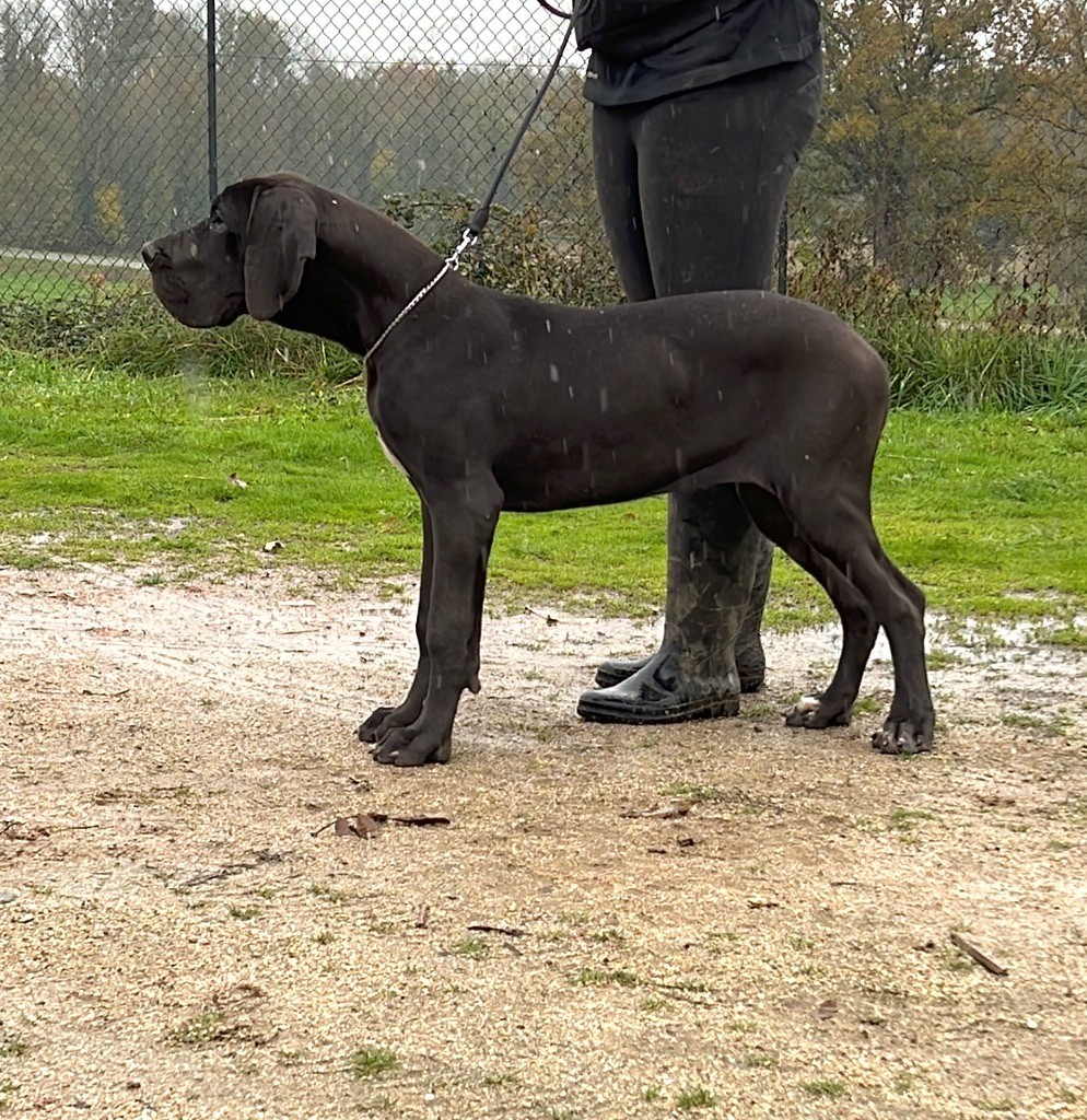 Au Royaume De Leyla - Chiot disponible  - Dogue allemand