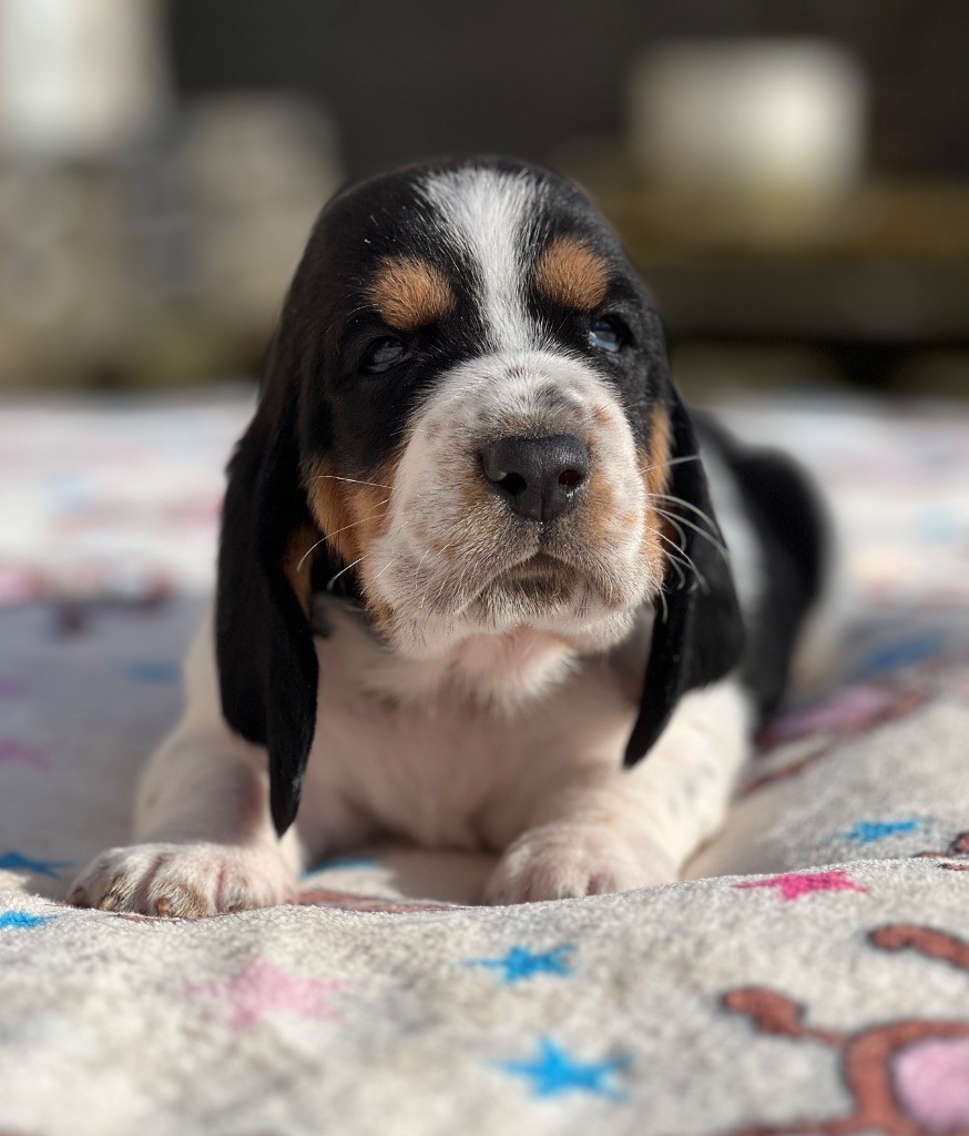 Au Royaume De Leyla - Chiot disponible  - Basset Hound