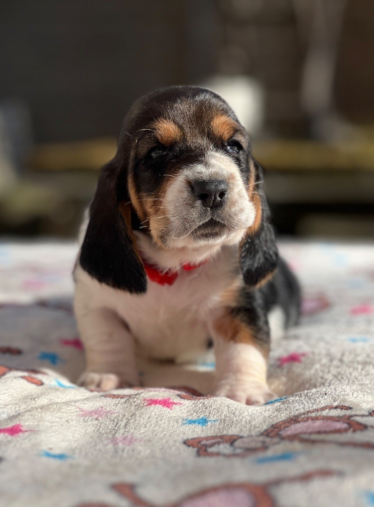 Au Royaume De Leyla - Chiot disponible  - Basset Hound