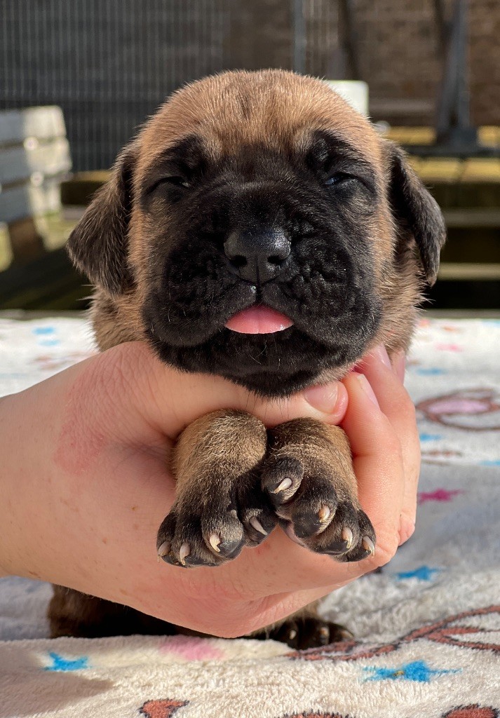 Au Royaume De Leyla - Chiot disponible  - Dogue allemand