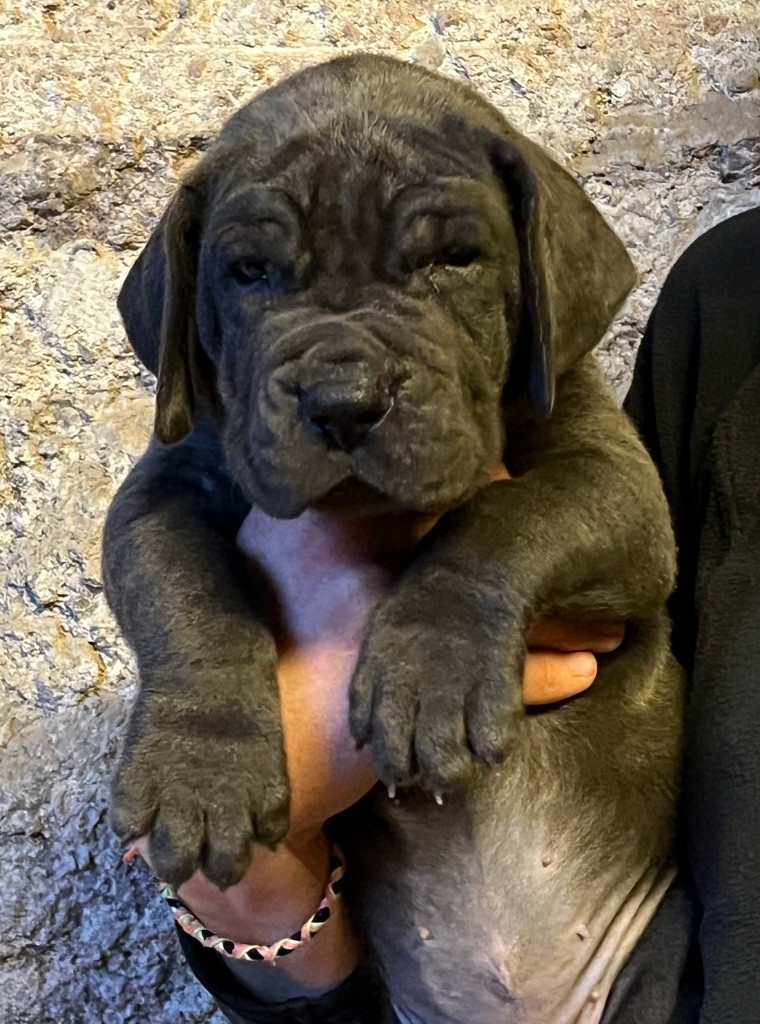 Au Royaume De Leyla - Chiot disponible  - Dogue allemand