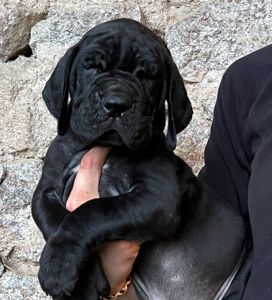 Au Royaume De Leyla - Chiot disponible  - Dogue allemand