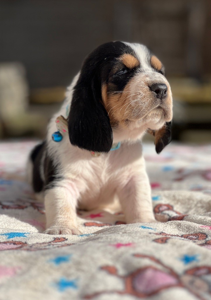 Au Royaume De Leyla - Chiot disponible  - Basset Hound