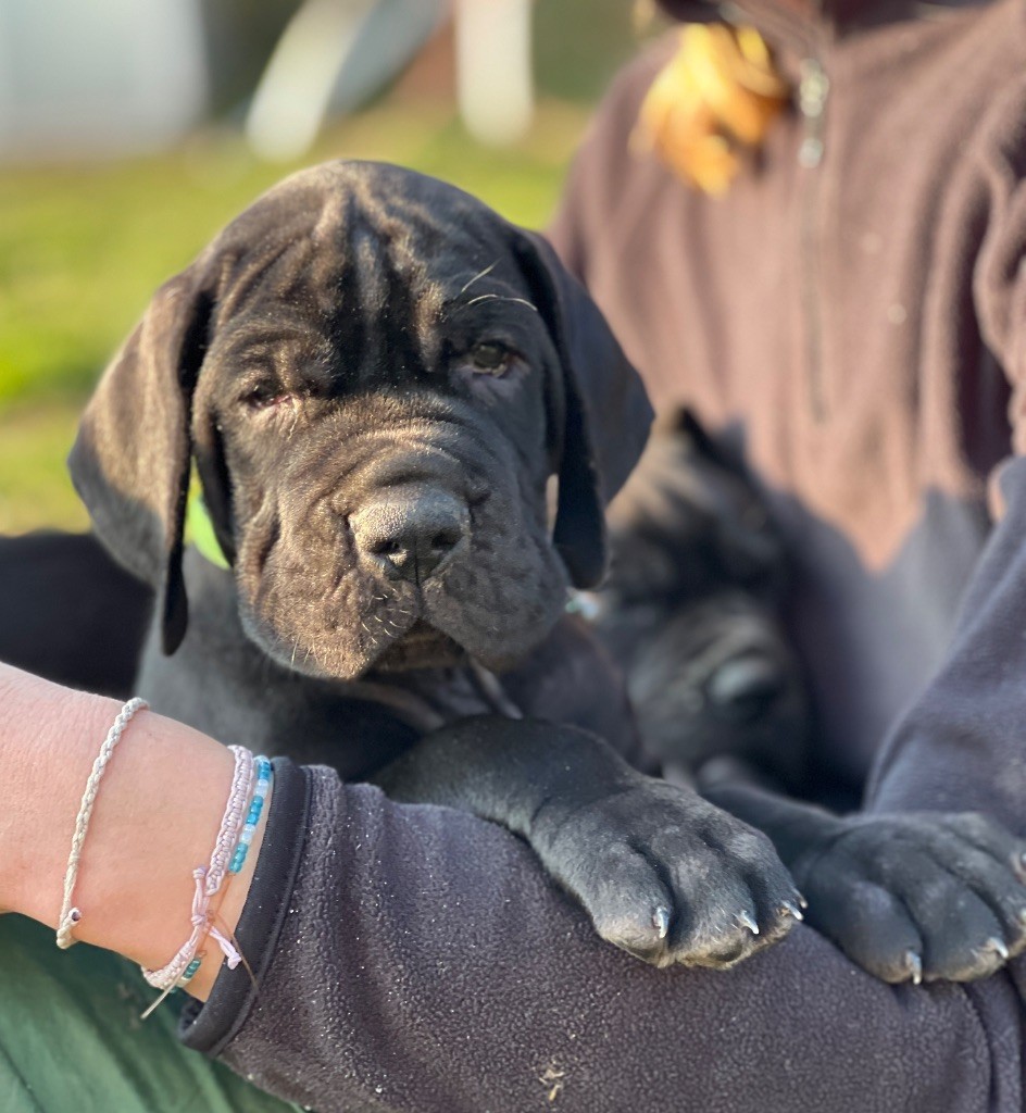 Au Royaume De Leyla - Chiot disponible  - Dogue allemand