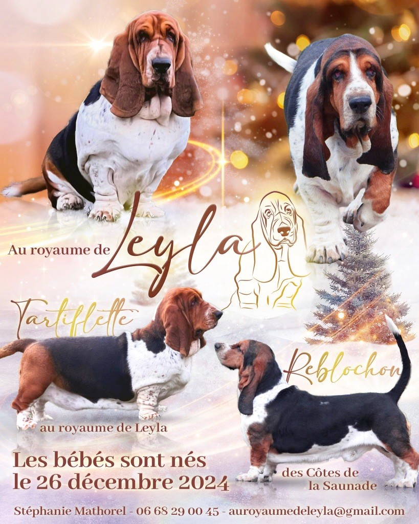 chiot Basset Hound Au Royaume De Leyla