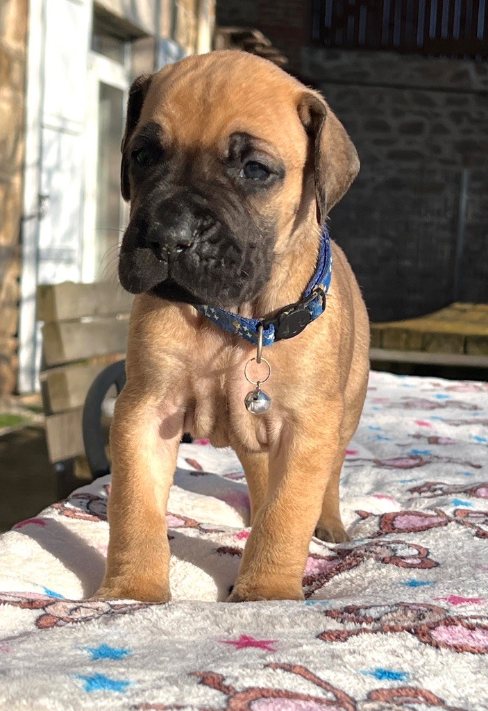 Au Royaume De Leyla - Chiot disponible  - Dogue allemand