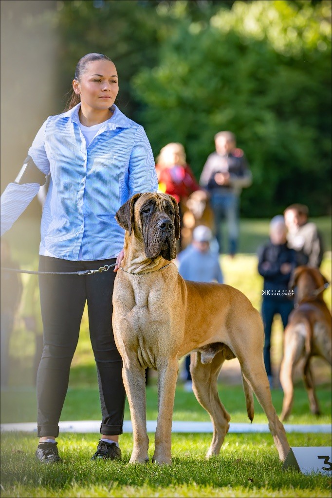 Au Royaume De Leyla - Chiot disponible  - Dogue allemand