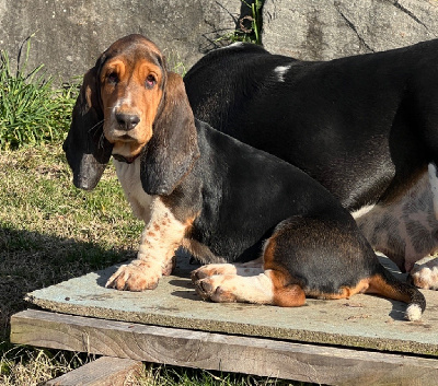 Au Royaume De Leyla - Basset Hound - Portée née le 22/09/2023