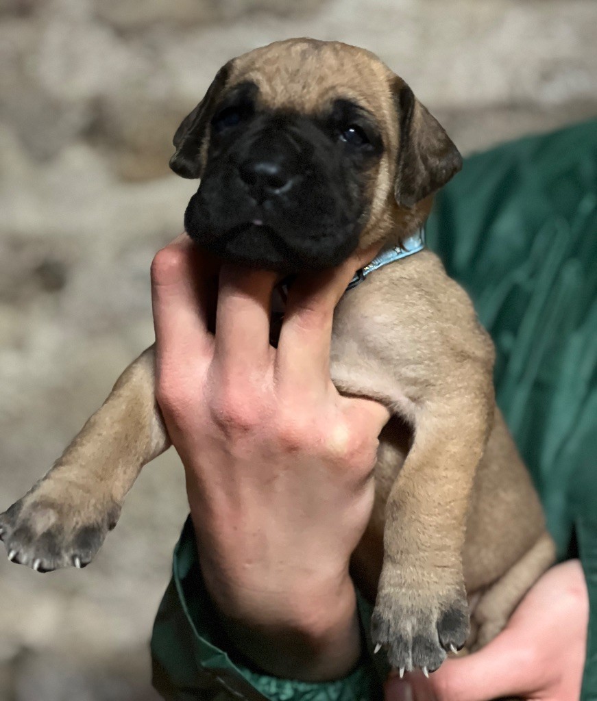 Au Royaume De Leyla - Chiot disponible  - Dogue allemand