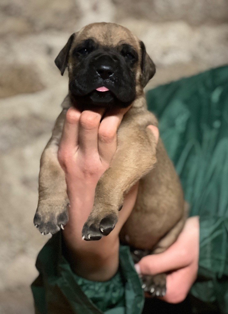 Au Royaume De Leyla - Chiot disponible  - Dogue allemand