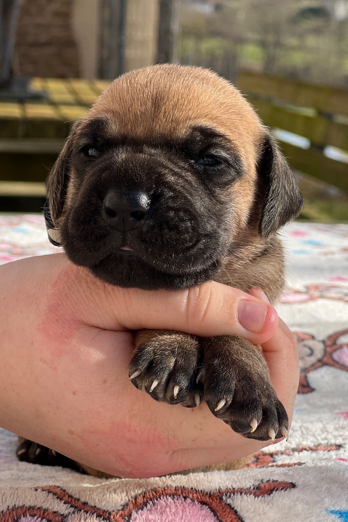 Au Royaume De Leyla - Chiot disponible  - Dogue allemand