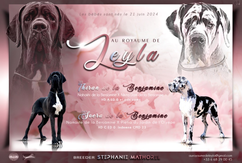 chiot Dogue allemand Au Royaume De Leyla