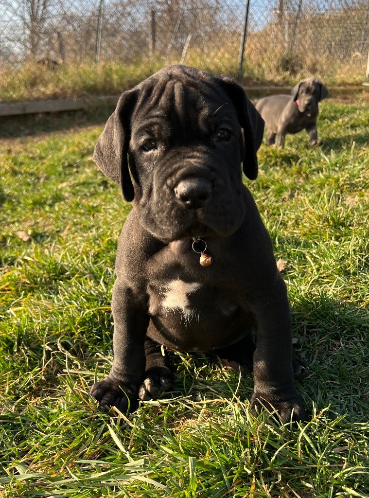 Au Royaume De Leyla - Chiot disponible  - Dogue allemand