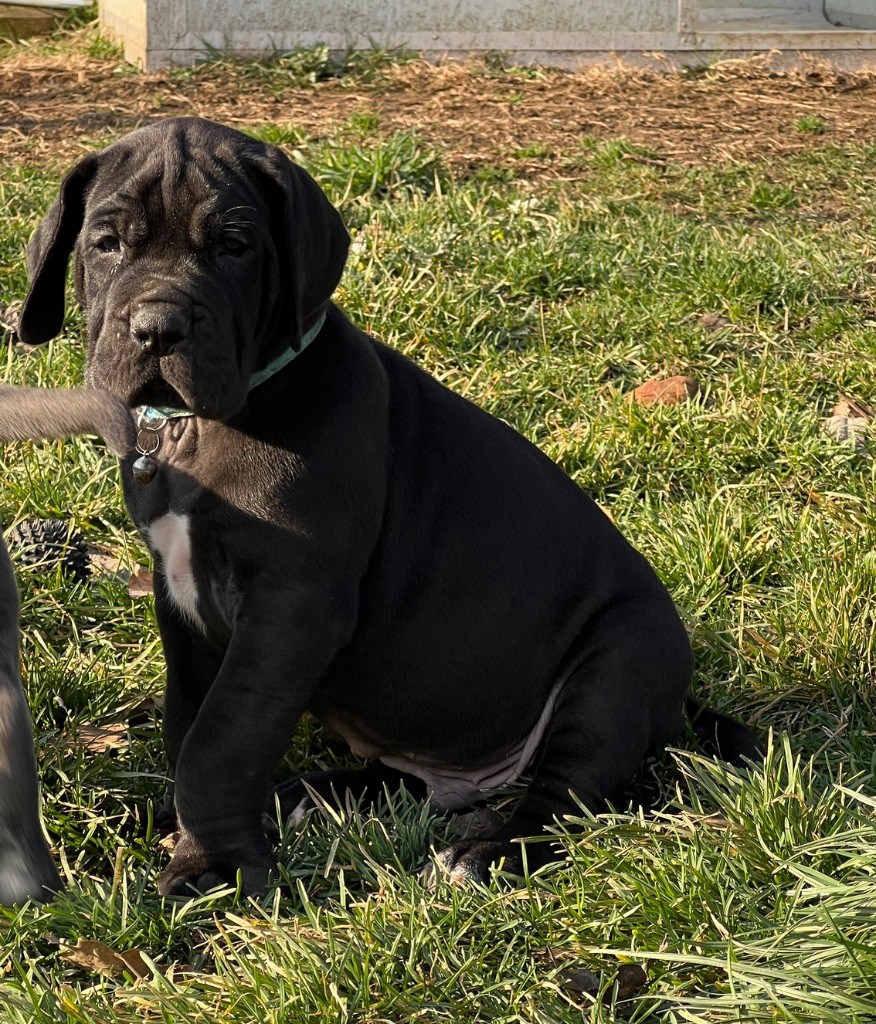 Au Royaume De Leyla - Chiot disponible  - Dogue allemand