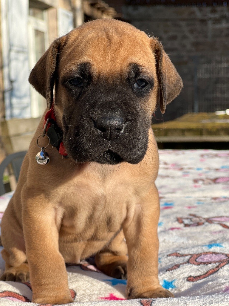 Au Royaume De Leyla - Chiot disponible  - Dogue allemand