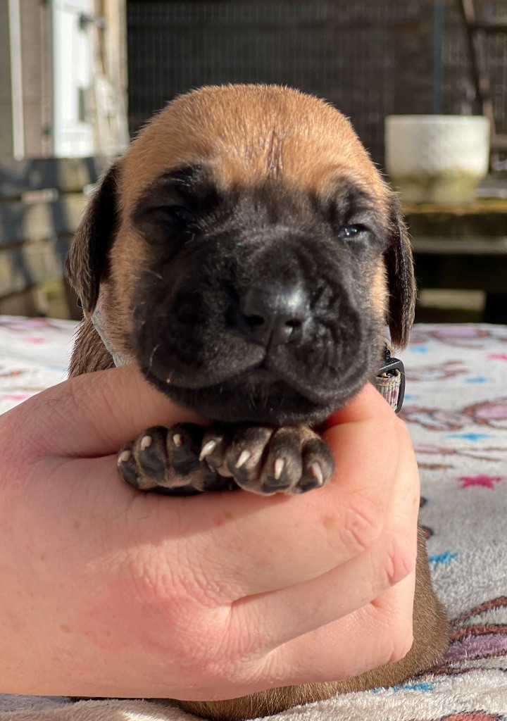 Au Royaume De Leyla - Chiot disponible  - Dogue allemand