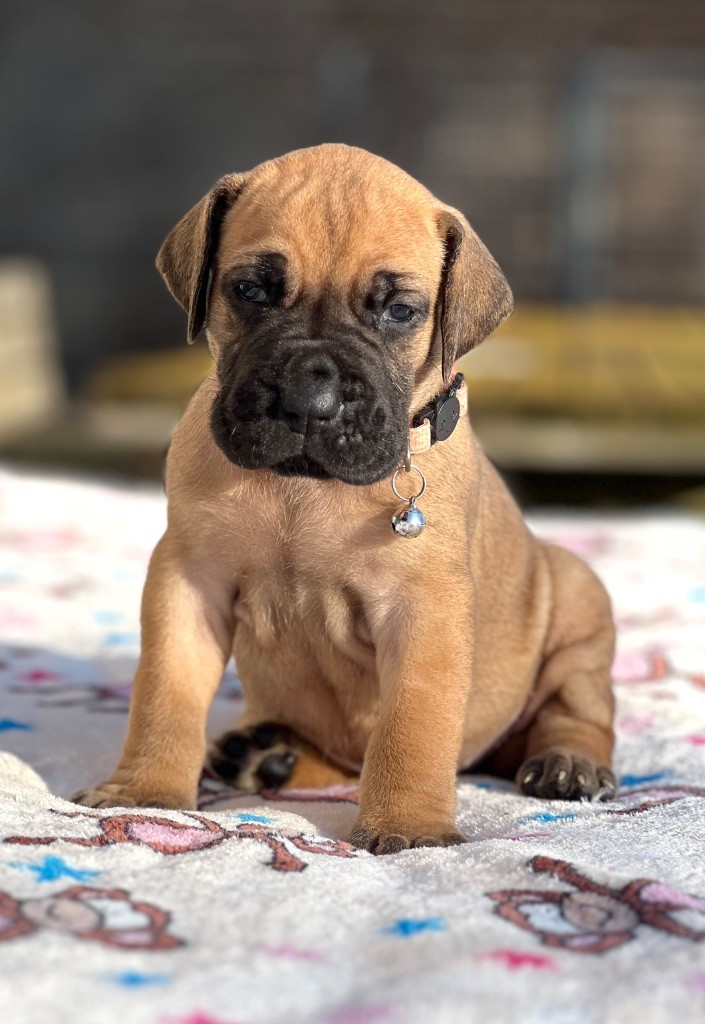 Au Royaume De Leyla - Chiot disponible  - Dogue allemand