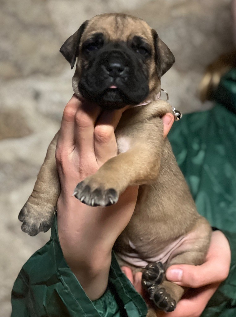 Au Royaume De Leyla - Chiot disponible  - Dogue allemand