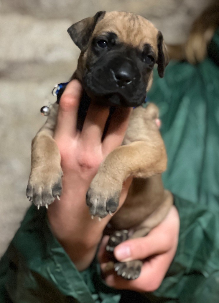 Au Royaume De Leyla - Chiot disponible  - Dogue allemand