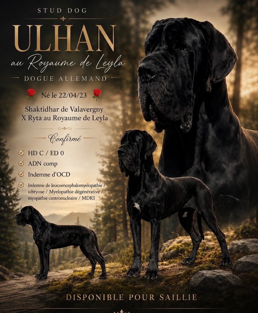 Ulhan Au Royaume De Leyla