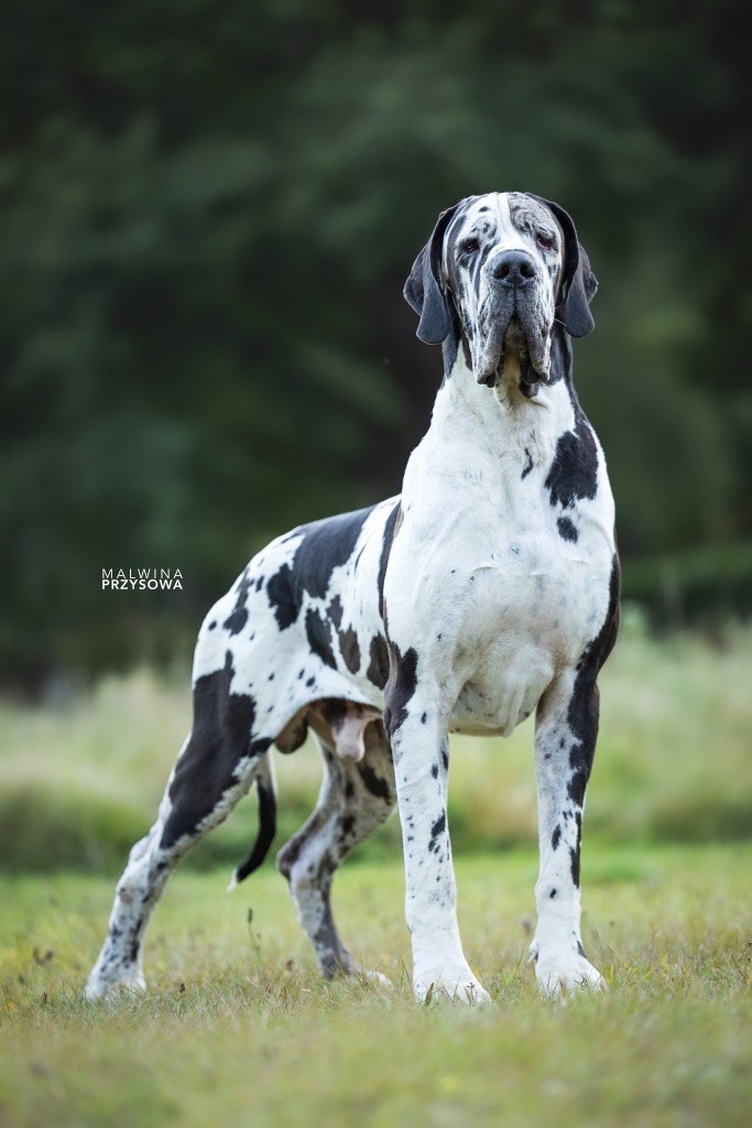 MALES DISPONIBLES SAILLIE