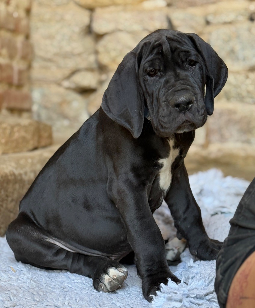 Au Royaume De Leyla - Chiots disponibles - Dogue allemand