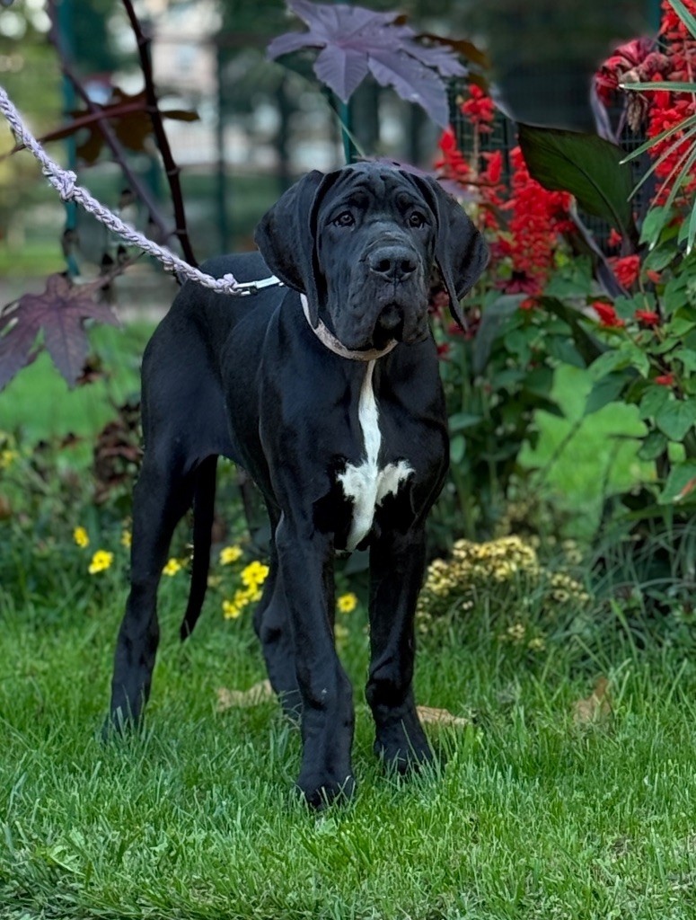 Au Royaume De Leyla - Chiots disponibles - Dogue allemand
