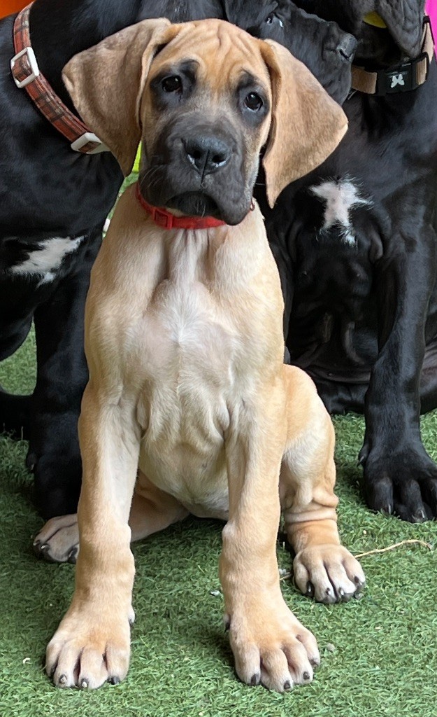 Au Royaume De Leyla - Chiots disponibles - Dogue allemand