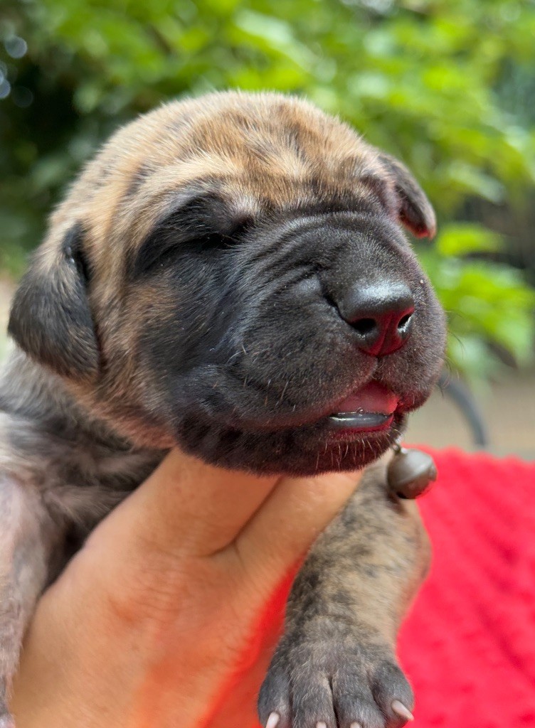 Au Royaume De Leyla - Chiots disponibles - Dogue allemand