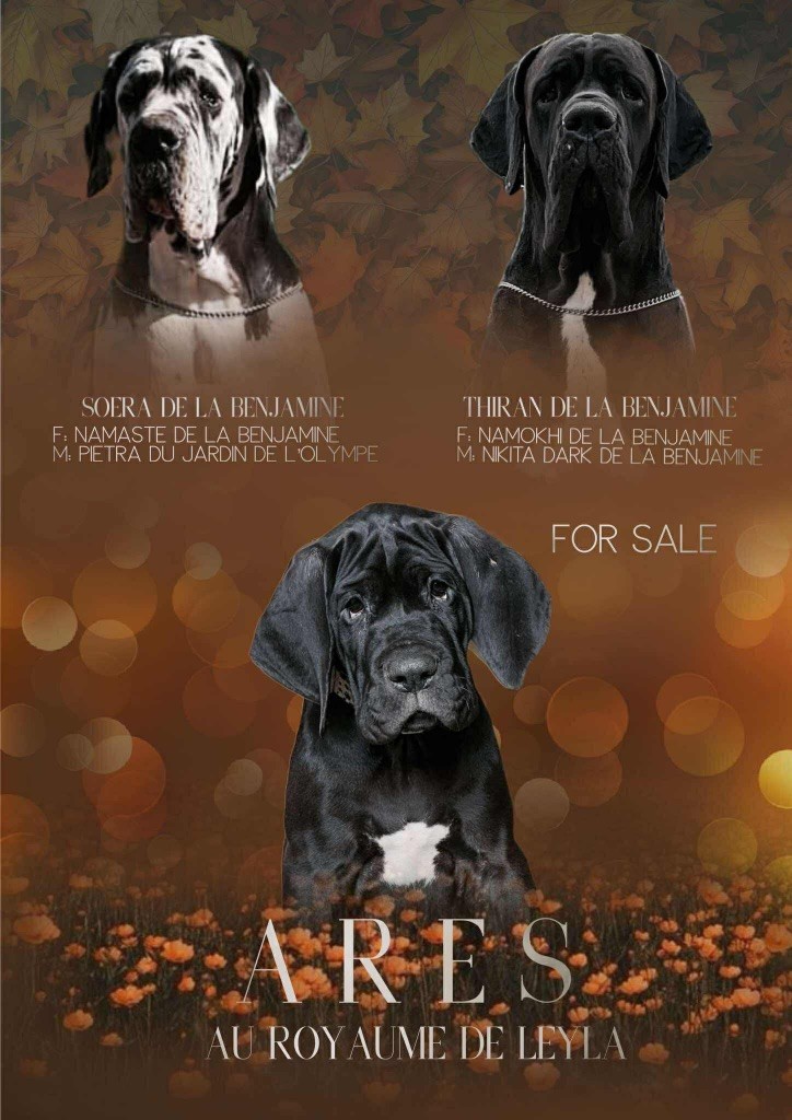 Au Royaume De Leyla - Chiots disponibles - Dogue allemand