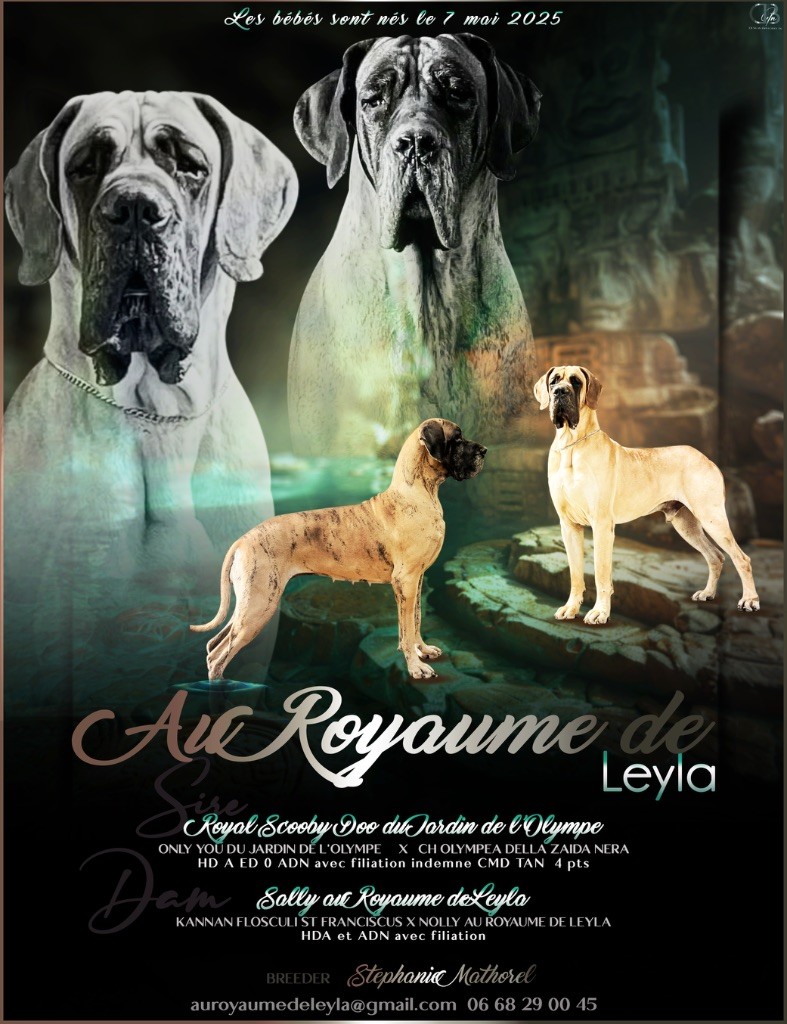 Chiot Dogue allemand Au Royaume De Leyla