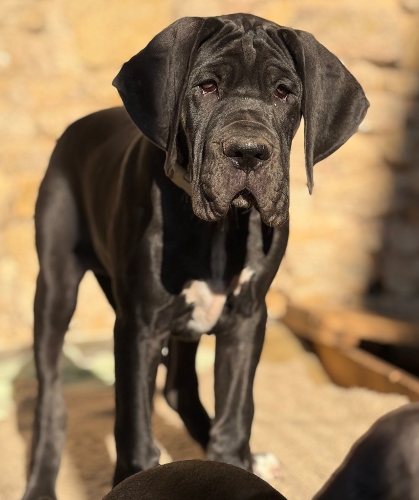 Au Royaume De Leyla - Chiots disponibles - Dogue allemand