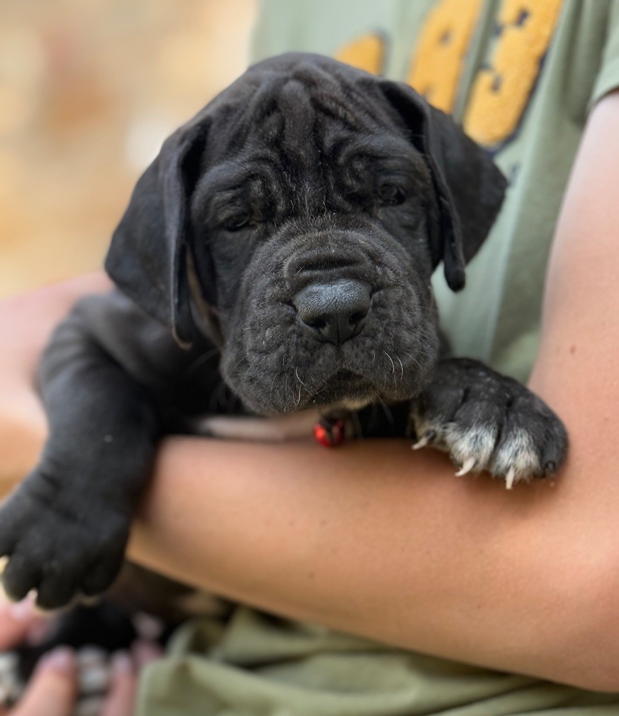 Au Royaume De Leyla - Chiots disponibles - Dogue allemand