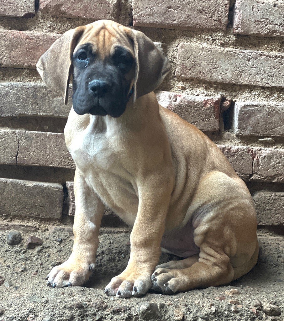 Au Royaume De Leyla - Chiots disponibles - Dogue allemand